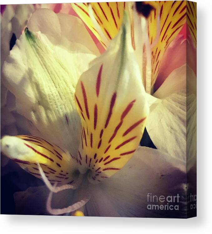 Yellow Canvas Print featuring the photograph Flowers by Deena Withycombe