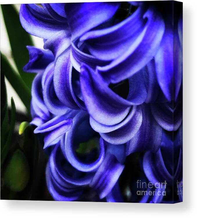 Hyacinth Canvas Print featuring the photograph Flowers by Deena Withycombe