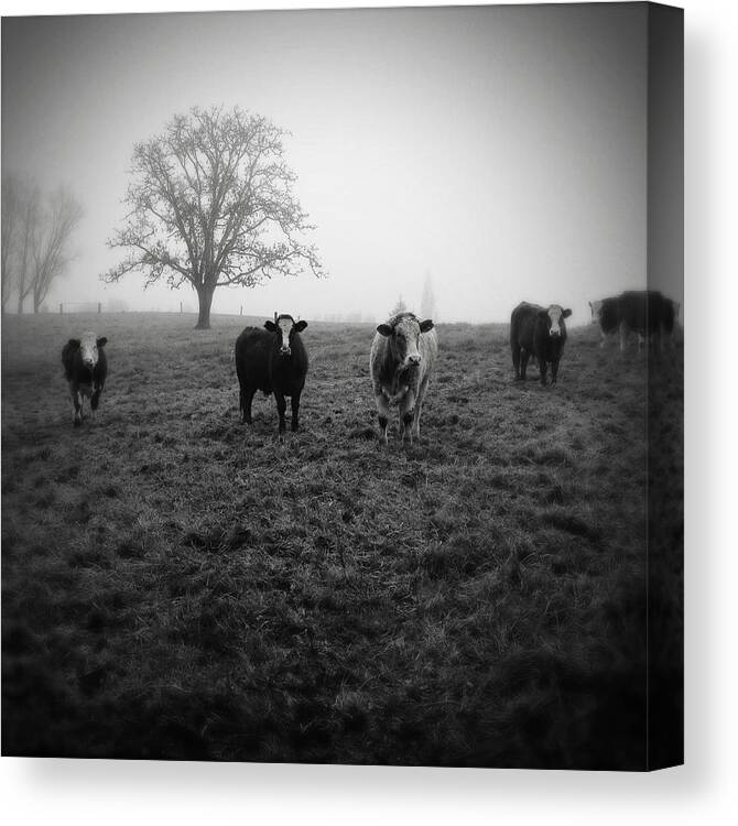 Fog Canvas Print featuring the photograph Livestock #7 by Les Cunliffe