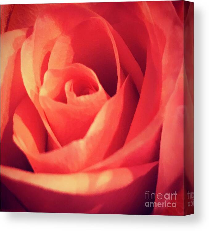 Rose Canvas Print featuring the photograph Rose by Deena Withycombe