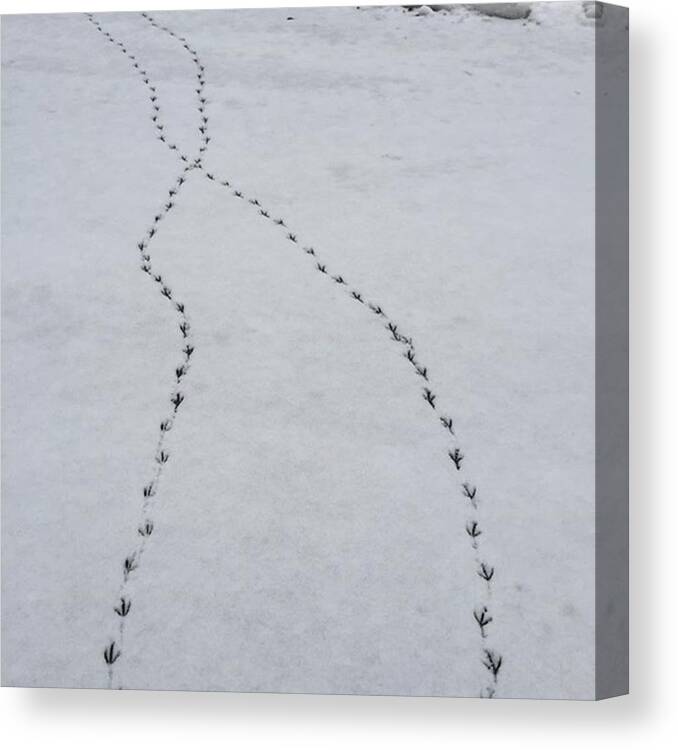Snow Canvas Print featuring the photograph Crossed paths by Salamander Woods Studio-Homestead
