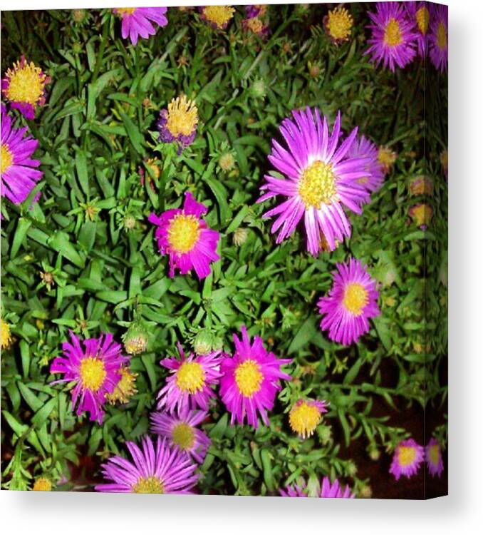 Flowers Canvas Print featuring the photograph Spark by Lisa Amakye-Ansah