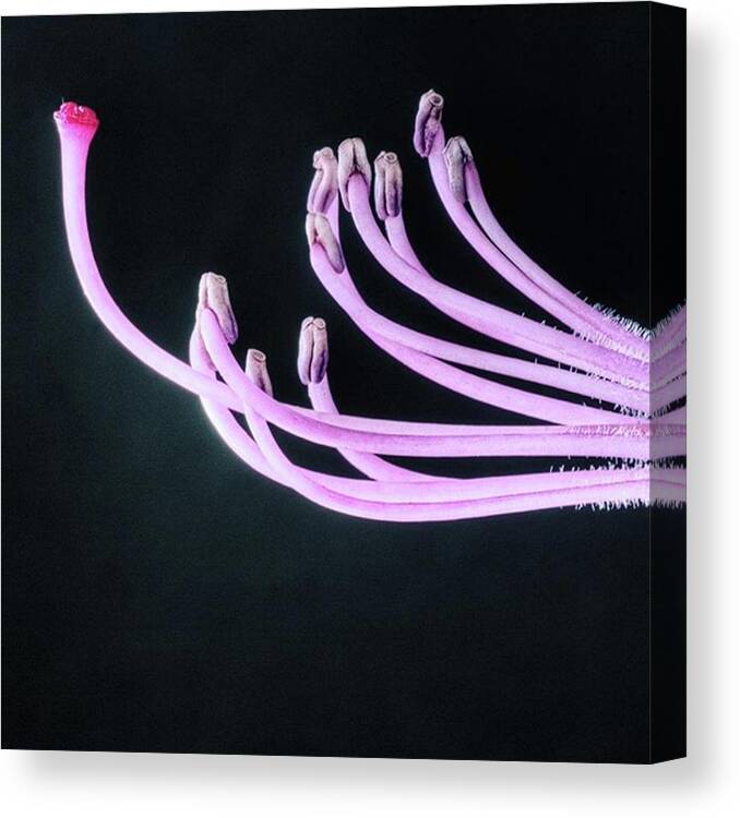 Beautiful Canvas Print featuring the photograph A Close Up Of The Reproductive Parts Of by John Edwards