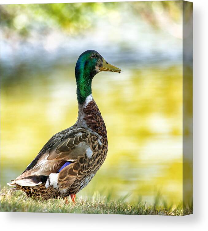 Male Duck Canvas Print featuring the photograph A Ducky View by Bill and Linda Tiepelman