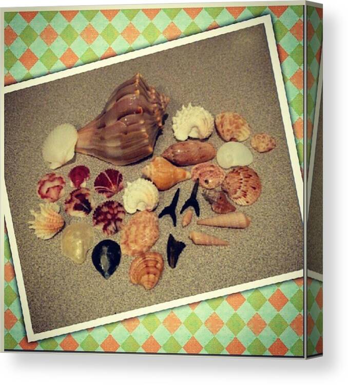 Fightingconch Canvas Print featuring the photograph A Few Of My Treasures From The Sea! by Tracy Zittrower