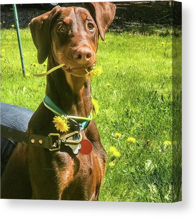 Petsofinstagram Canvas Print featuring the photograph A Lot Of Dogs Dig Dandelions Up by Jerry Renville