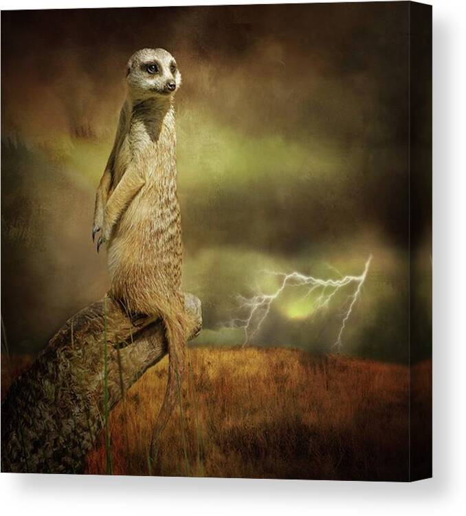 Fineartphotography Canvas Print featuring the photograph A Meerkat Stands On Sentry Duty As A by Margaret Goodwin
