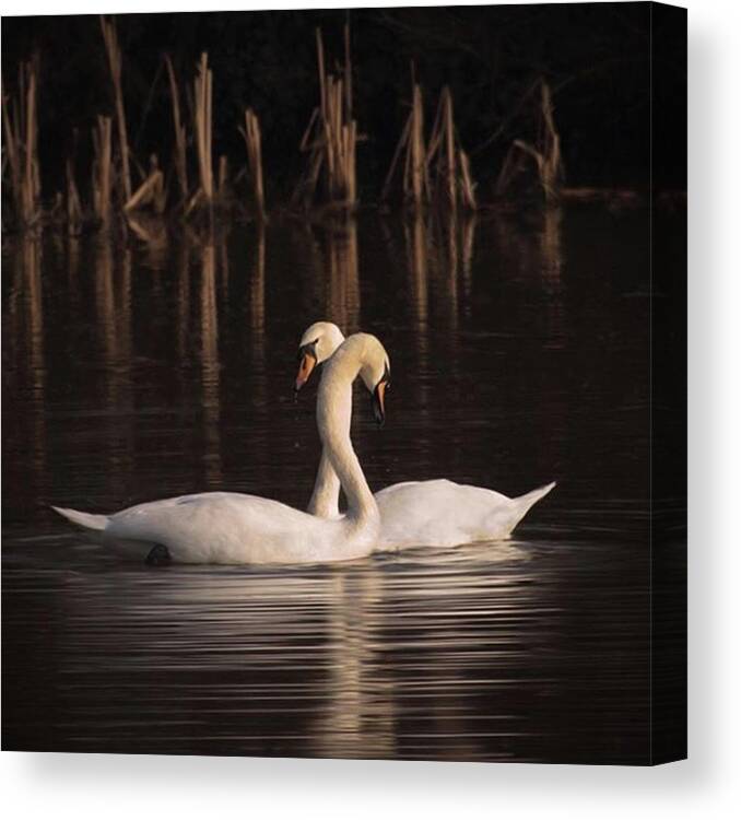 Nuts_about_birds Canvas Print featuring the photograph A Painting Of A Pair Of Mute Swans by John Edwards
