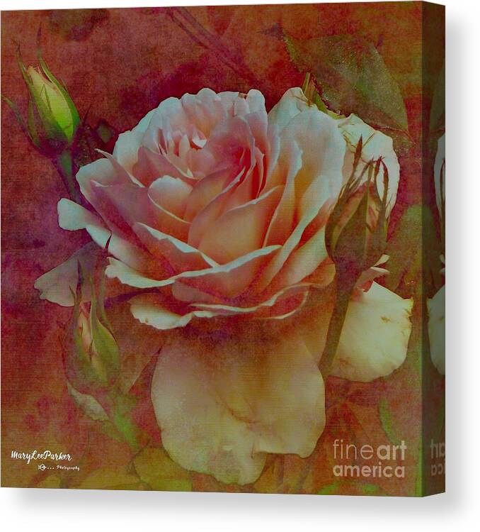 Flower Canvas Print featuring the mixed media A Rose by MaryLee Parker