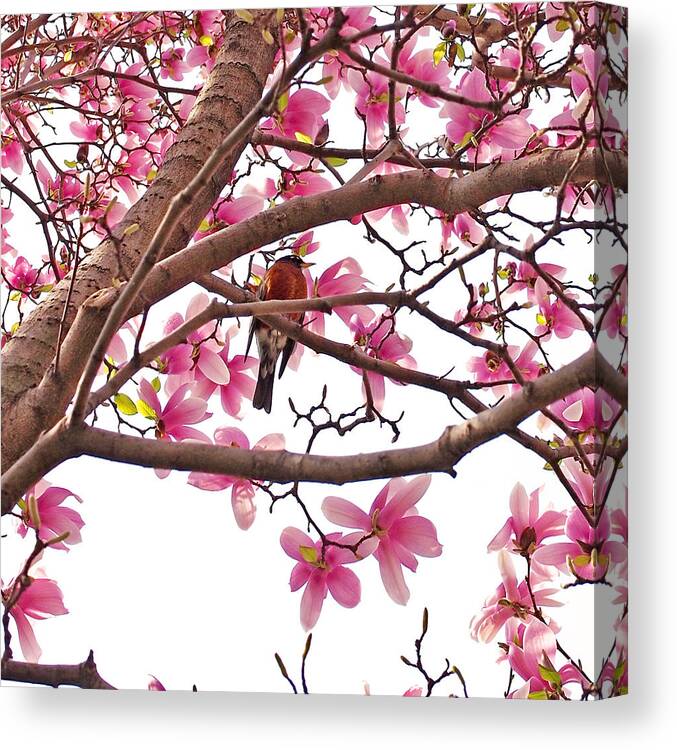 Magnolia Canvas Print featuring the photograph A Songbird in the Magnolia Tree - Square by Rona Black