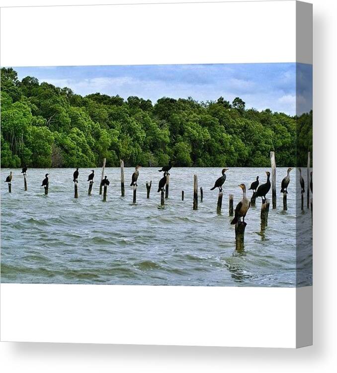 Exotic Canvas Print featuring the photograph A Stilt For Each Of Us! #seagulls by Saad Naqvi