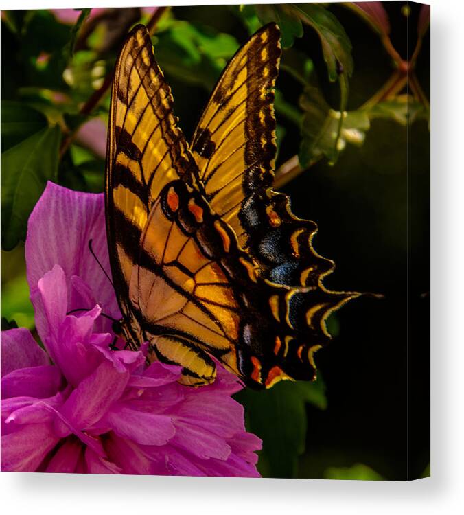 A Taste Of Pink Framed Prints Canvas Print featuring the photograph A Taste Of Pink by John Harding
