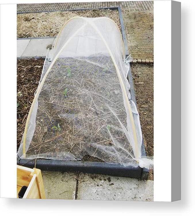 Gardening Canvas Print featuring the photograph A #tent For The #cabbage #woodchips by Vegetable Garden