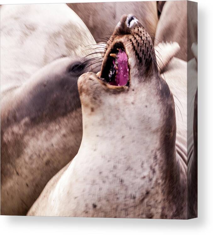 Animals Canvas Print featuring the photograph Acappella by Stewart Helberg