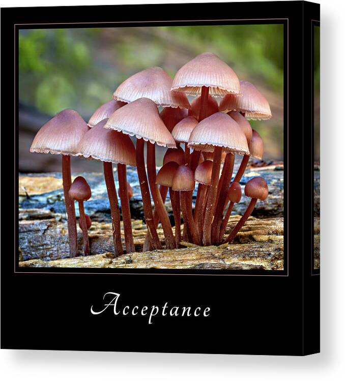 Inspiration Canvas Print featuring the photograph Acceptance 4 by Mary Jo Allen