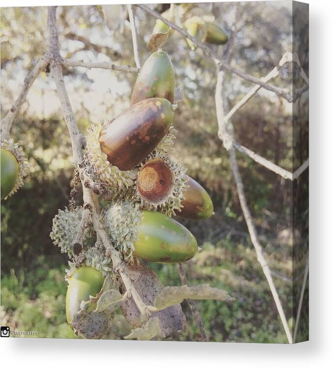 Acorns Canvas Print featuring the photograph Acorns by Miguel Angel