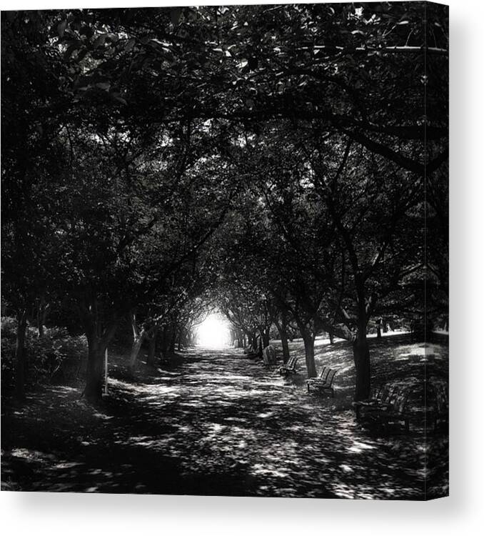 Trees Canvas Print featuring the photograph Adventure Awaits Us by Jonathan Lowrance