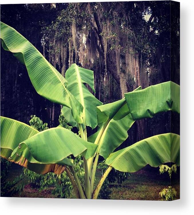 Garden Canvas Print featuring the photograph African Giant Banana In The Orchard by Jessica O'Toole