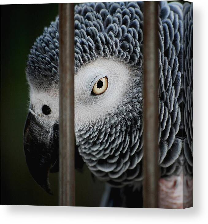 African Grey Canvas Print featuring the photograph African Grey by Robert Meanor