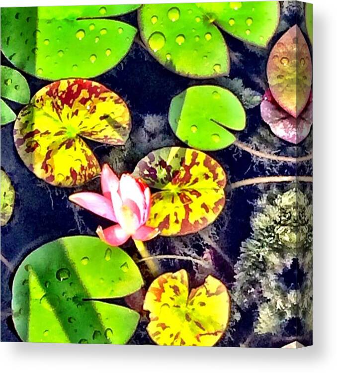 Lol_edited Canvas Print featuring the photograph After Rain At The Water Garden by Star Rodriguez
