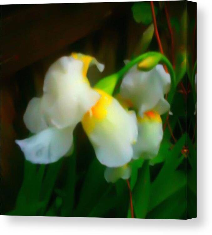 Iris Canvas Print featuring the photograph After The Rains by Nick Heap