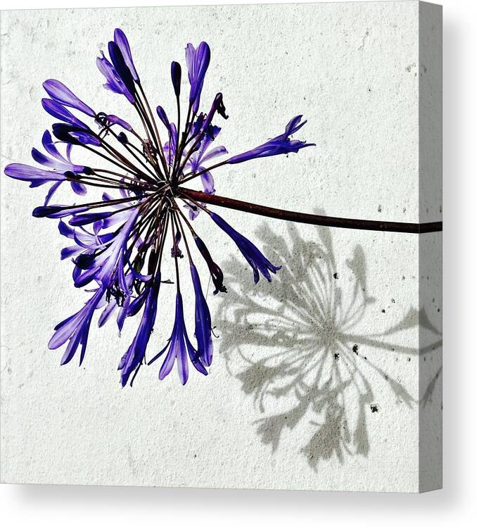 Flower Canvas Print featuring the photograph Agapanthus by Julie Gebhardt