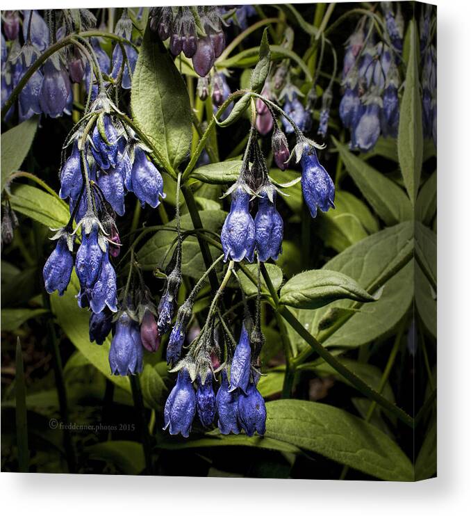 Wildflower Canvas Print featuring the photograph Alaskan Bluebell by Fred Denner