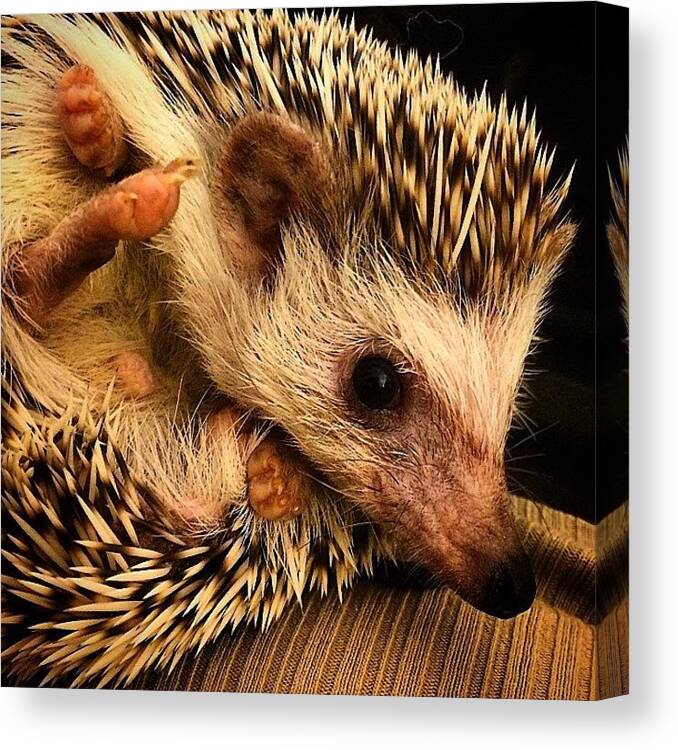 Mostrelevanttimetousethepoopsmiley Canvas Print featuring the photograph All Smiles Today 😃 #slim #hedgehog by Emily Botelho