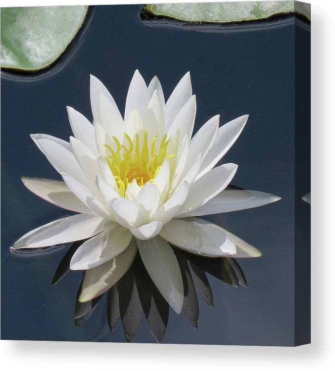 Water Lily Canvas Print featuring the photograph Almost Perfect by Rosalie Scanlon