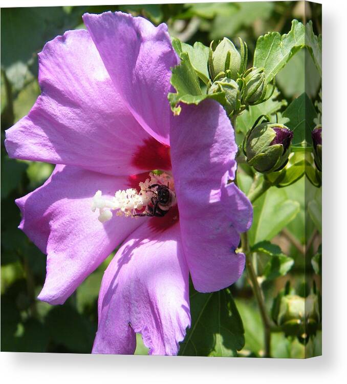 Flower Canvas Print featuring the painting Althea by Virginia Potter