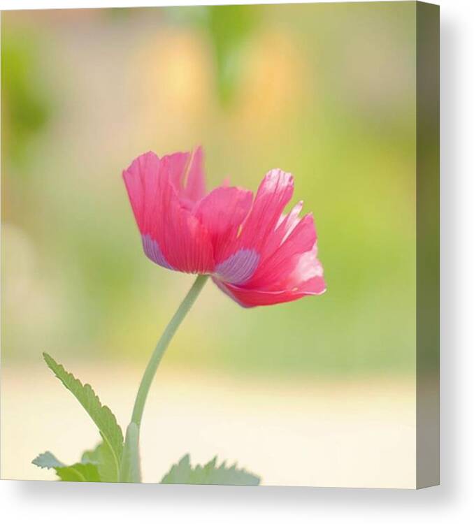 Macroworld_ Canvas Print featuring the photograph Always Love These Big Poppy's! by Sungi Verhaar