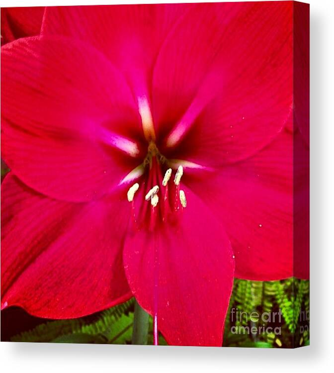 Flower Canvas Print featuring the photograph Amaryllis Detail by Denise Railey