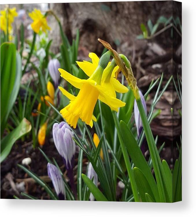 Flowers Canvas Print featuring the photograph Amazing Spring Day Today, How Was It by Dante Harker