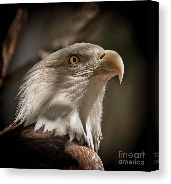 Animal Canvas Print featuring the photograph American Bald Eagle by Robert Frederick