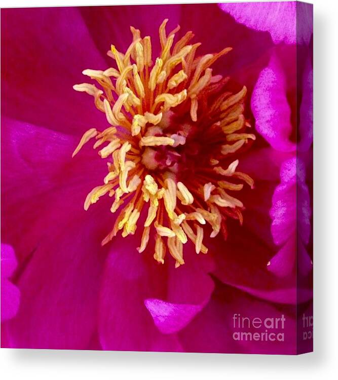 Beauty Canvas Print featuring the photograph Anemone by Denise Railey