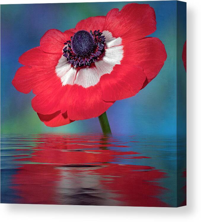 Anemone Flower Canvas Print featuring the photograph Anemone Flower by Susan Candelario