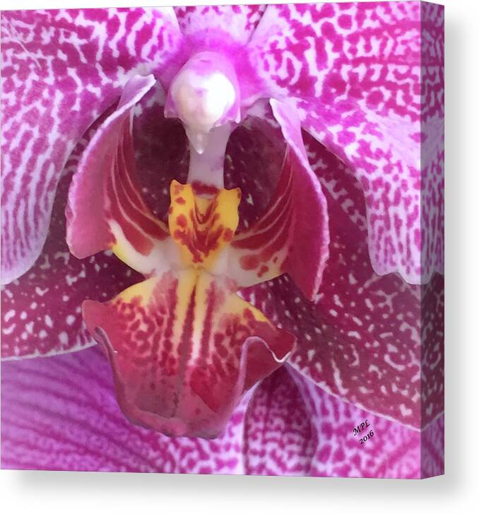 Angel Orchid Canvas Print featuring the photograph Angel Orchid by Marian Lonzetta