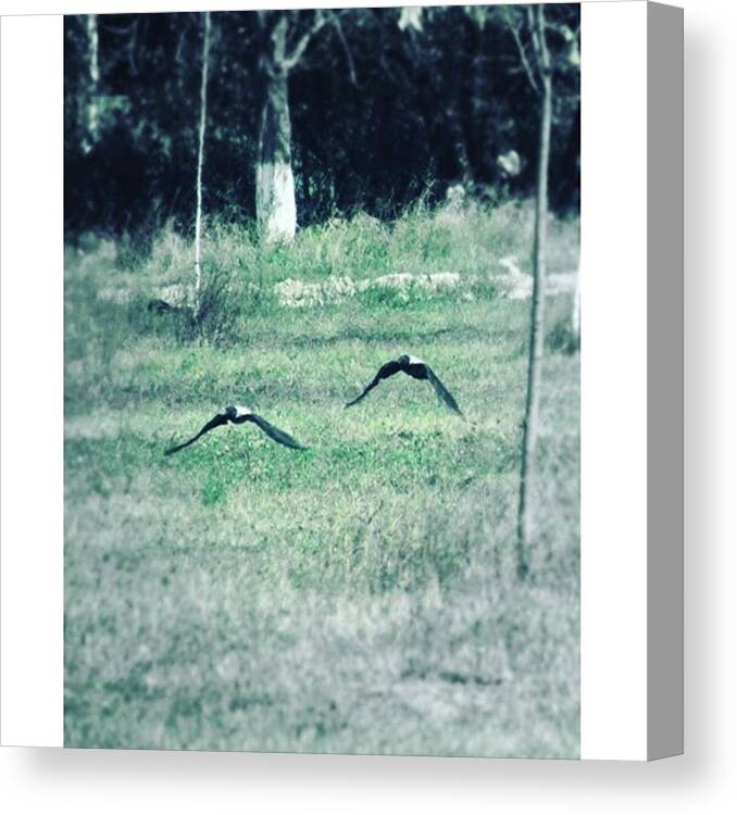 Beautiful Canvas Print featuring the photograph @appletstag #birds #nature #bird by Viaruss Ut-Gella