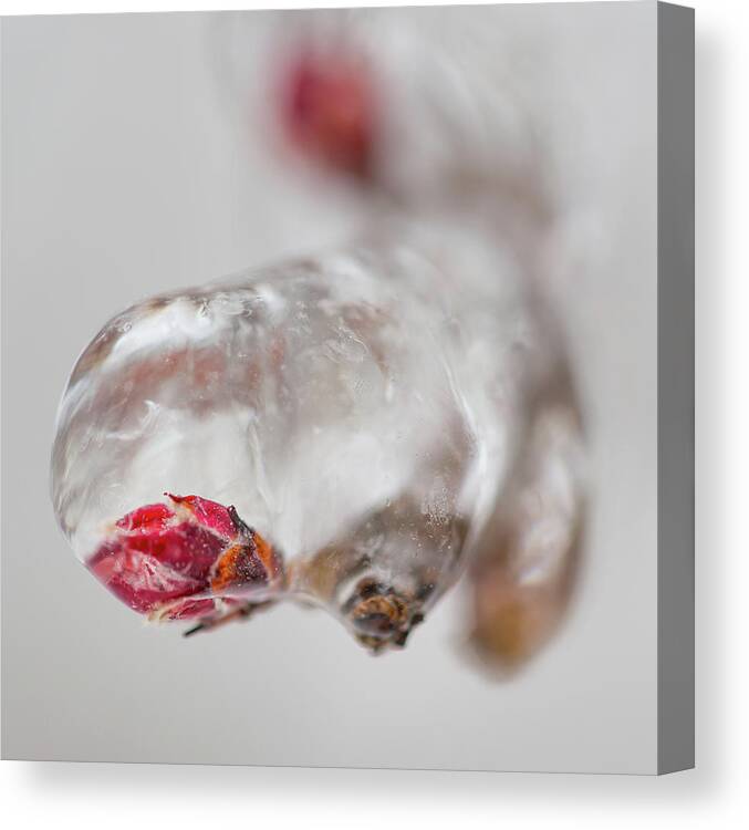 Awakening Canvas Print featuring the photograph April Ice Storm 13 by Jakub Sisak