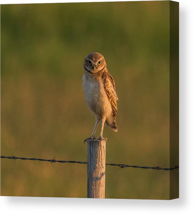 Burrowing Owl Canvas Print featuring the photograph Are You Listening To Me by Yeates Photography