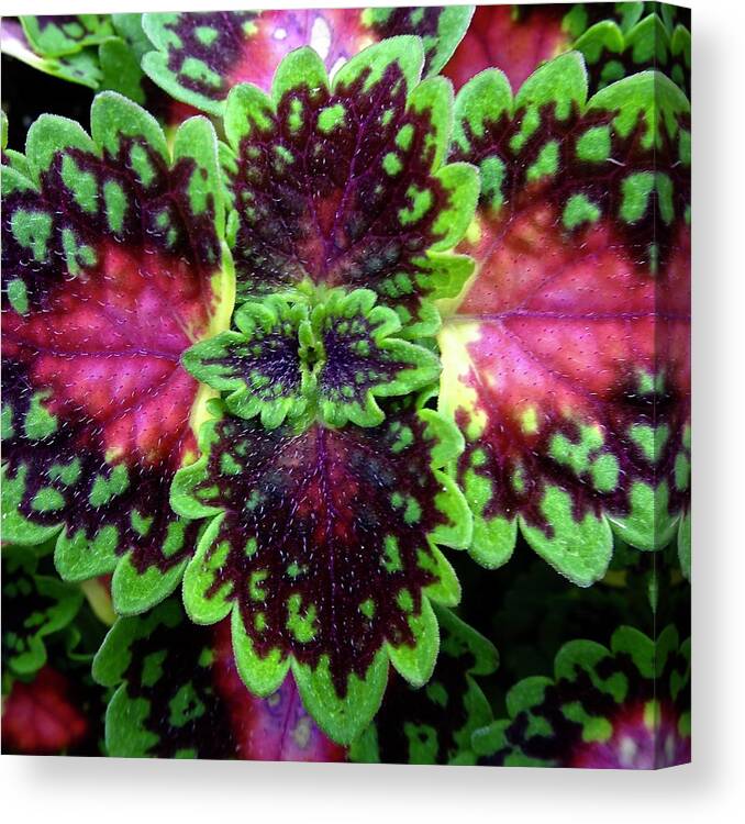 Nature Canvas Print featuring the photograph Assured by Catherine Arcolio