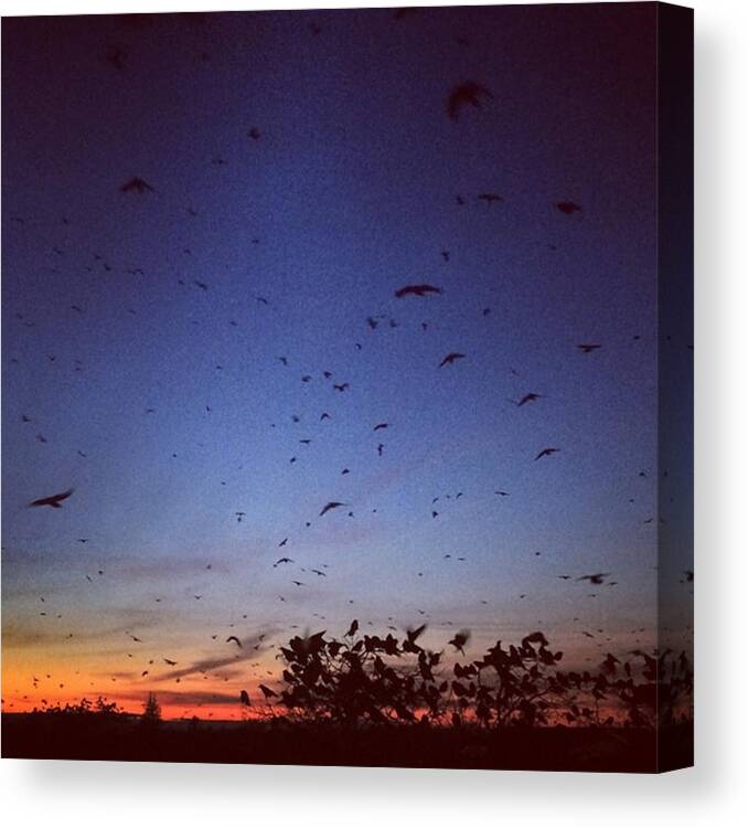 Birds Flying High Canvas Print featuring the photograph Attack Of The Birds by Mary Kenney
