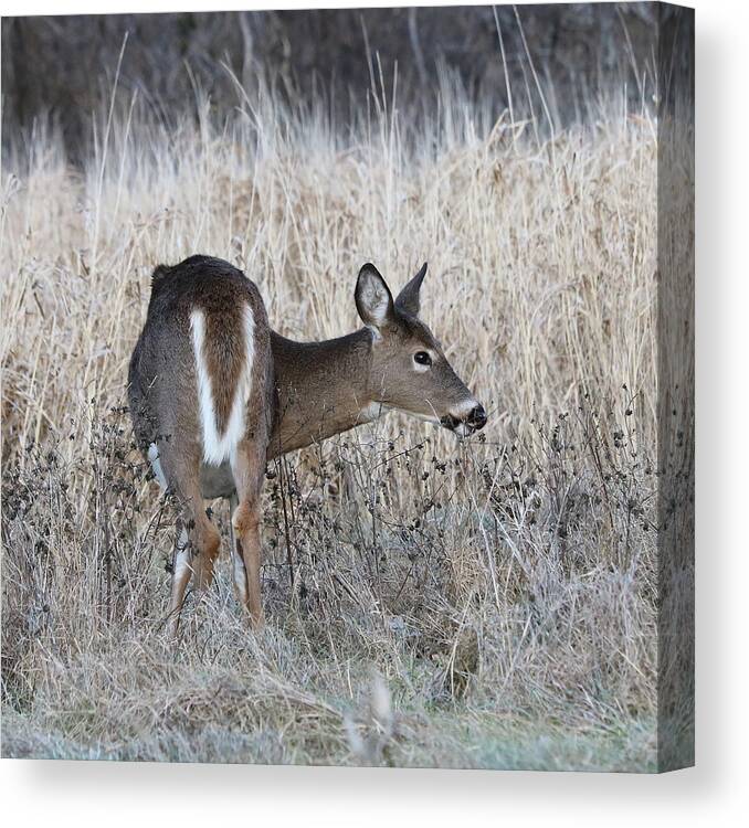 White-tailed Deer Canvas Print featuring the photograph Autumn Doe by Doris Potter