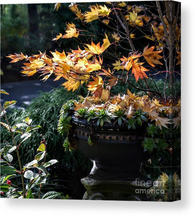Maple Canvas Print featuring the photograph Autumn Maple and Succulents by Tatyana Searcy