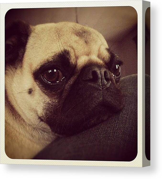 Puglife Canvas Print featuring the photograph Aww. Lazy Milo. #pug #puglife by Marc S
