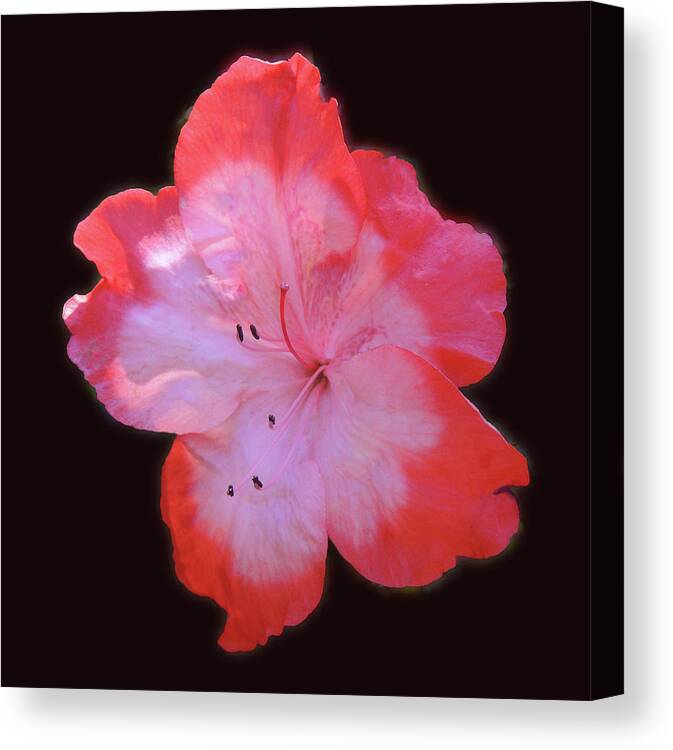 Photography Canvas Print featuring the photograph Azalea Macro by Marian Bell