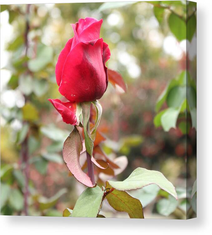Roses Canvas Print featuring the digital art Baby Bloomer by Linda Ritlinger