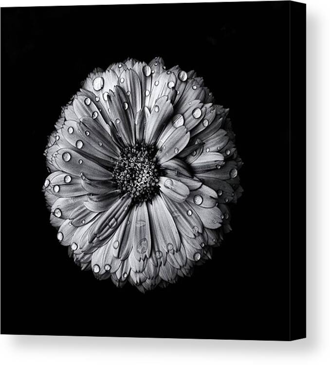 Monochrome Canvas Print featuring the photograph Backyard Flowers After The Storm by Brian Carson