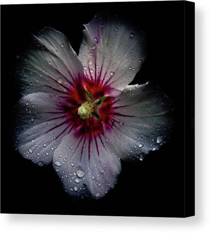 Yyz Canvas Print featuring the photograph Backyard Flowers.
remember When It Was by Brian Carson
