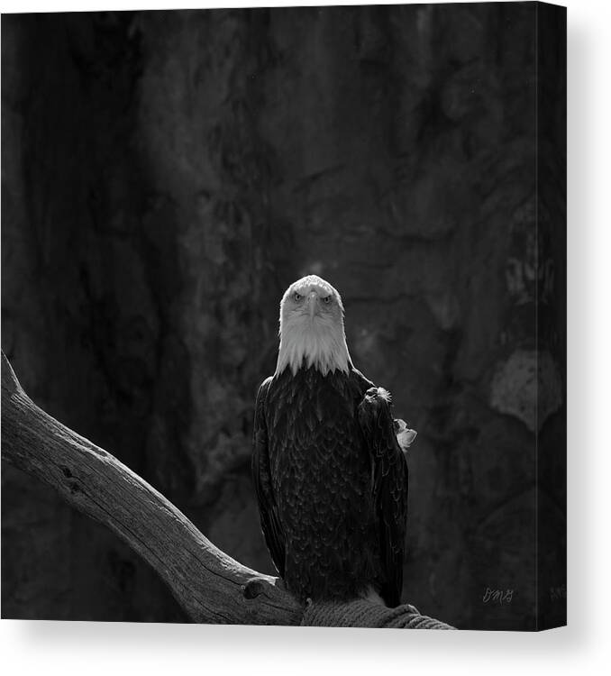 Eagle Canvas Print featuring the photograph Bald Eagle I BW by David Gordon